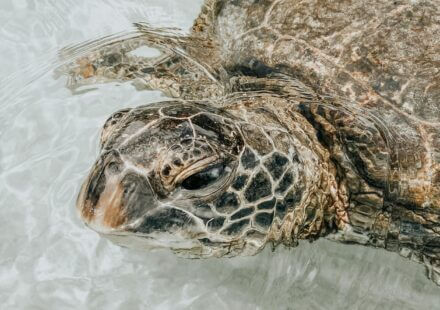 Caretta caretta turtle swimming in Zakynthos