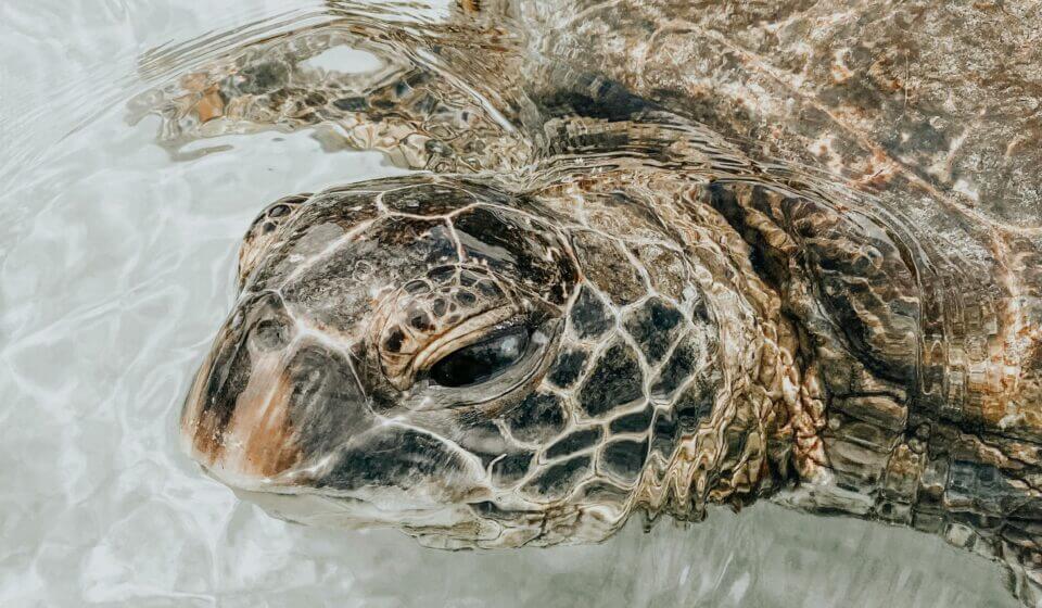 Caretta caretta turtle swimming in Zakynthos
